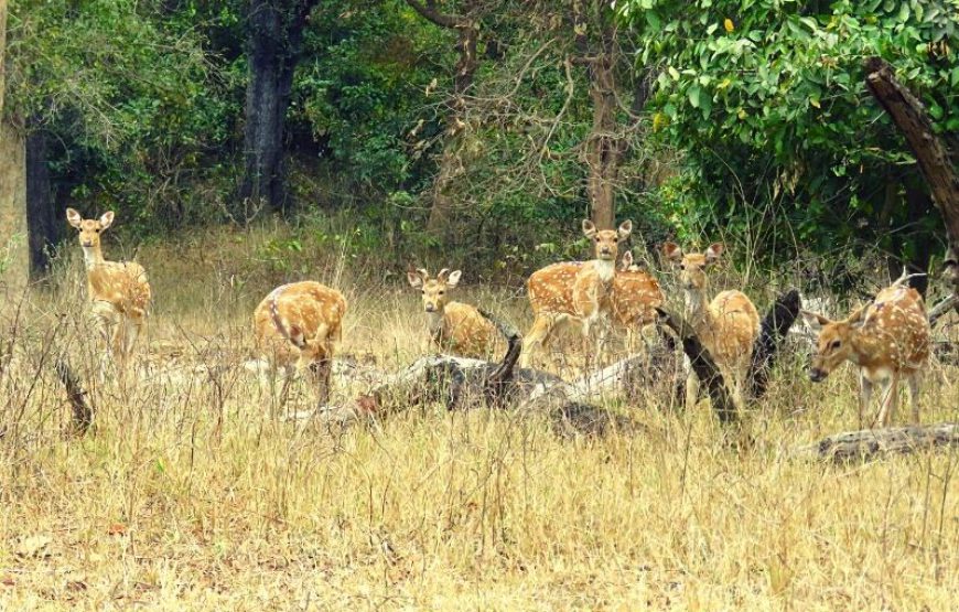 2 Nights Stay at Panambi Resort with 2 Jungle Safari at Gohri Range.