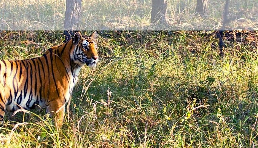 Kalagarh Tiger Reserve Banner