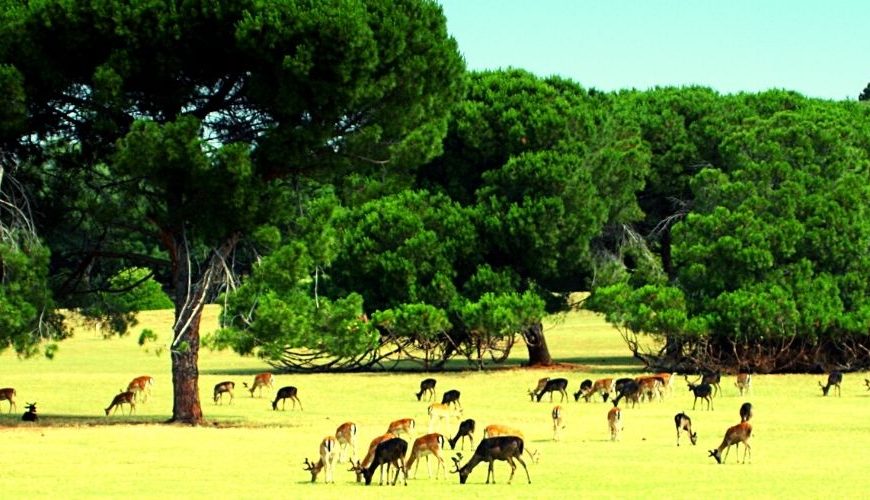 Rajaji National Park