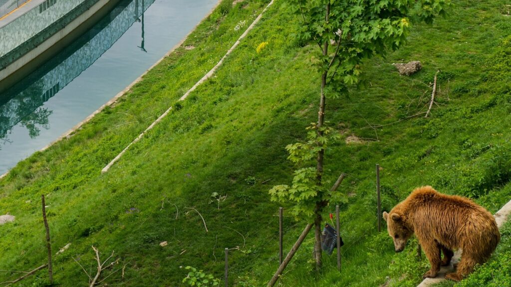 bern-bear-park