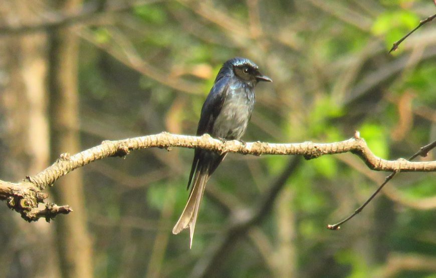 Full Day Bird Watching Tour – Rishikesh