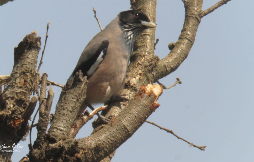 Jhilmil Jheel Conservation Reserve – Chamba Birding Tour (6 Days / 5 Nights)