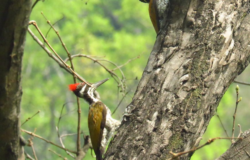 Half Day Bird Watching Tour – Rishikesh