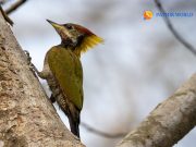 Full Day Bird Watching Rishikesh