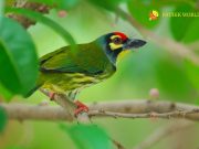 Half Day Bird Watching Rishikesh