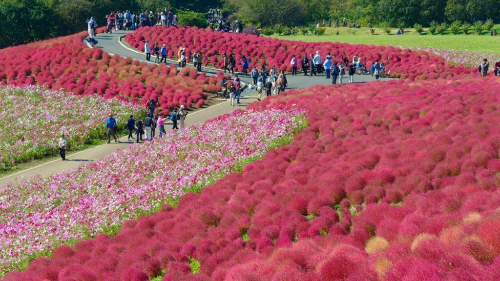 Hitachi Seaside Park