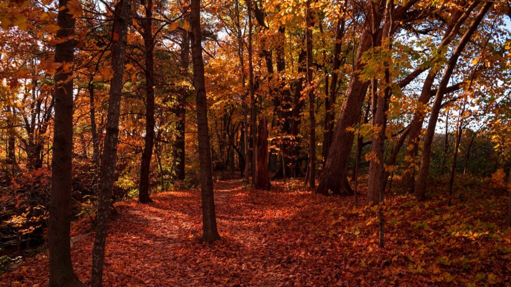 Autumn Season in Japan