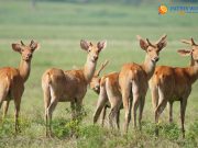 Swamp Deer at Jhilmil Jheel