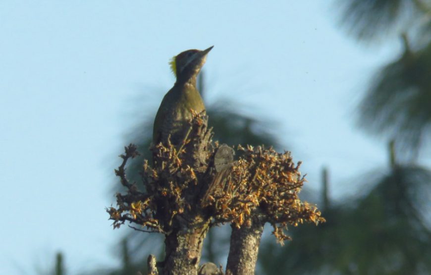 Kanatal Chamba Bird Watching Tour