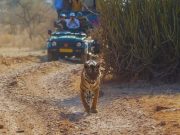 Kalagarh Tiger Reserve Safari
