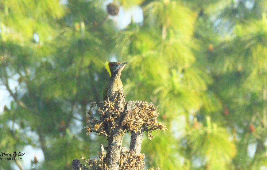 Jhilmil Jheel Conservation Reserve – Chamba Birding Tour (6 Days / 5 Nights)