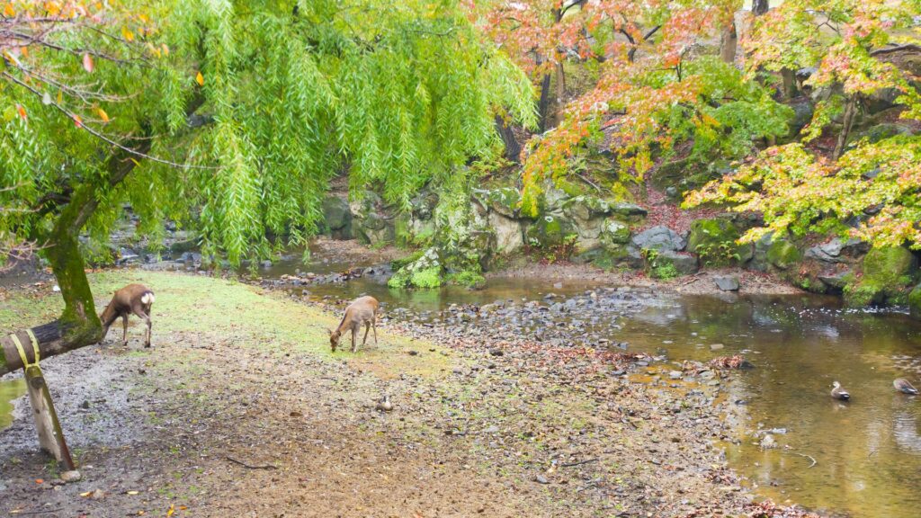 Nara Park