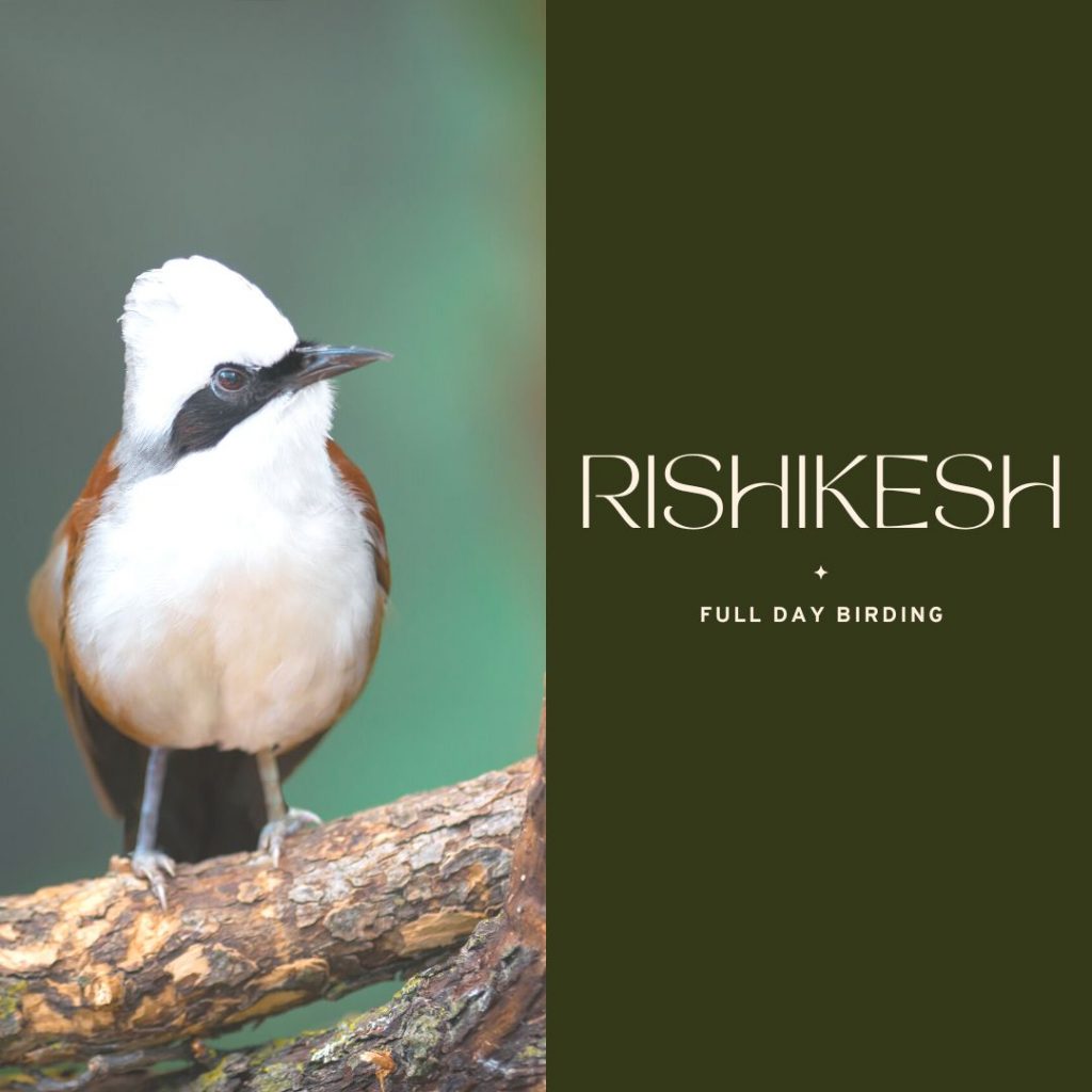 Rishikesh Full Day Birding