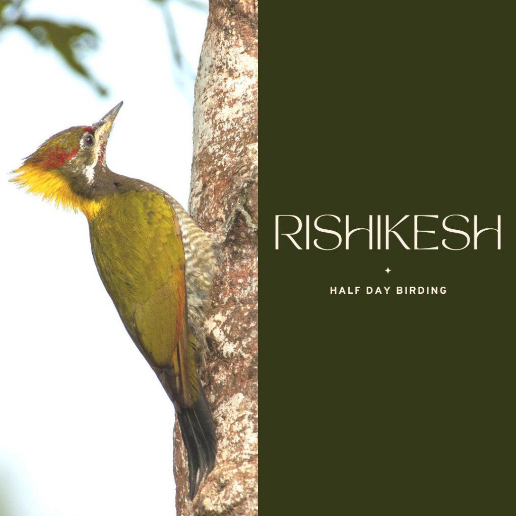 Rishikesh Half Day Birding
