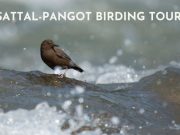 Sattal Pangot Birding Tour