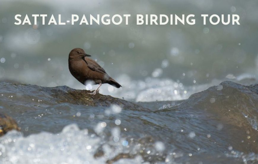 Sattal Pangot Bird Watching